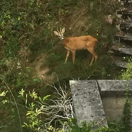 Nyaraló Princess *